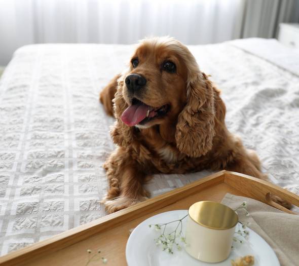 Pets allowed  Hotel São José Fatima